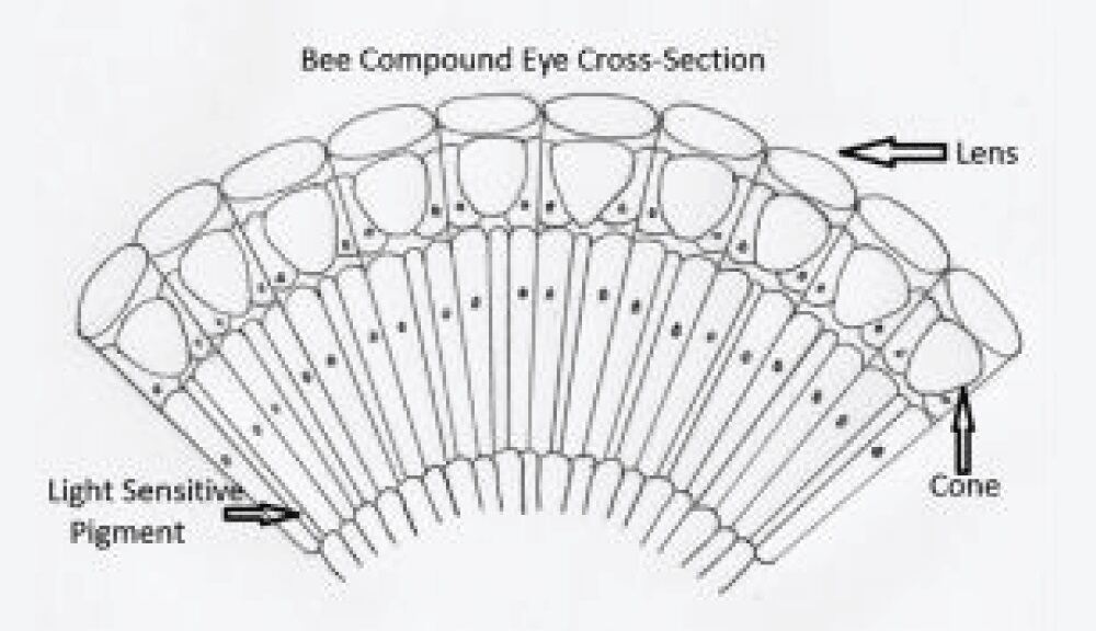 چشم مرکب زنبور